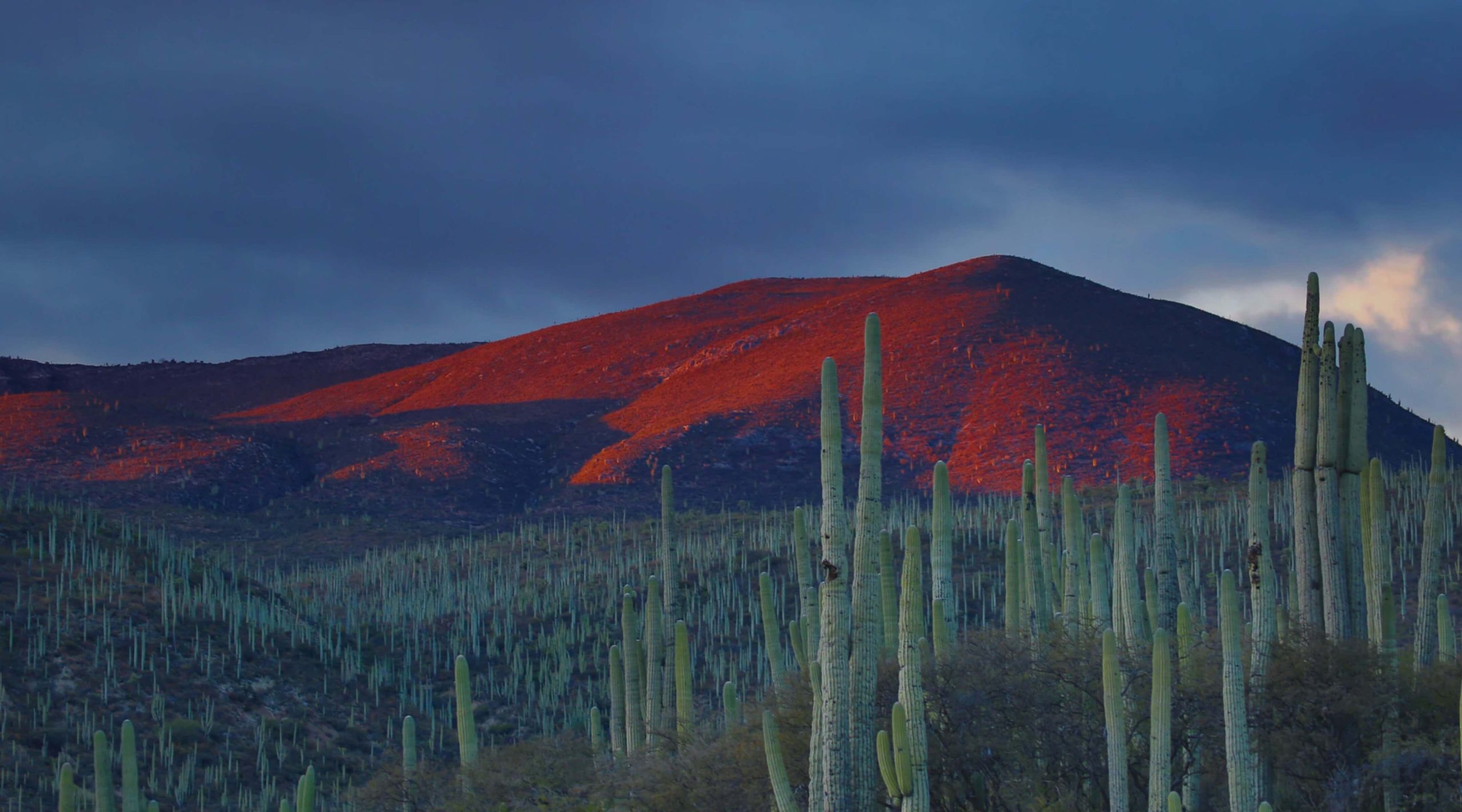 Download den bedste VPN til Mexico i 2025