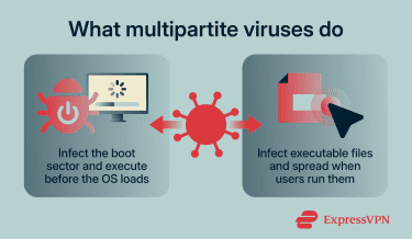 Infographic showing how multipartite viruses infect boot sectors and executable files to spread across a system